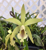 Pcv.Key Lime Stars X Waikiki Gold. Blooming Size Brassavola Orchid Hybrid Orchids
