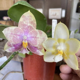 QA141 Phal. Mainshow Colorful Light x Phal. Yaphon Lover Orchids