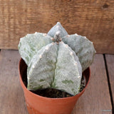 D4901 ASTROPHYTUM MYRIOSTIGMA ONZUKA pot12-H10-W13 cm MaMa Cactus Green Plant