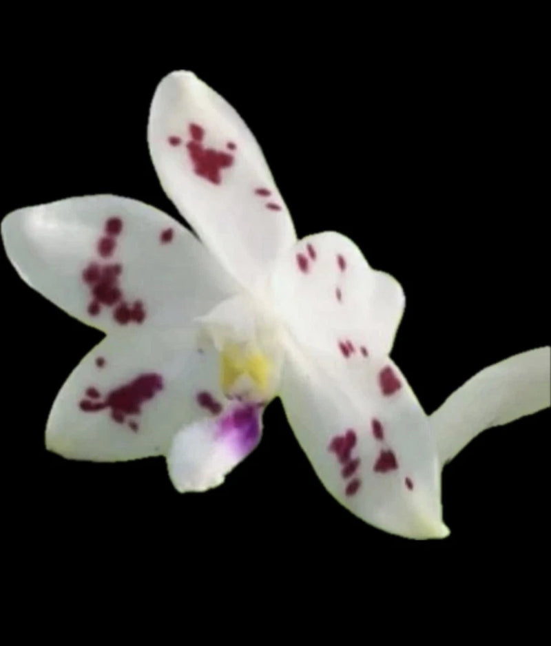 White orchid flower with deep burgundy spots and yellow center