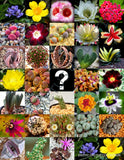 MYSTERY SEED MIX SURPRISE rare exotic flowering color plant random seed 50 seeds Flowering Plants