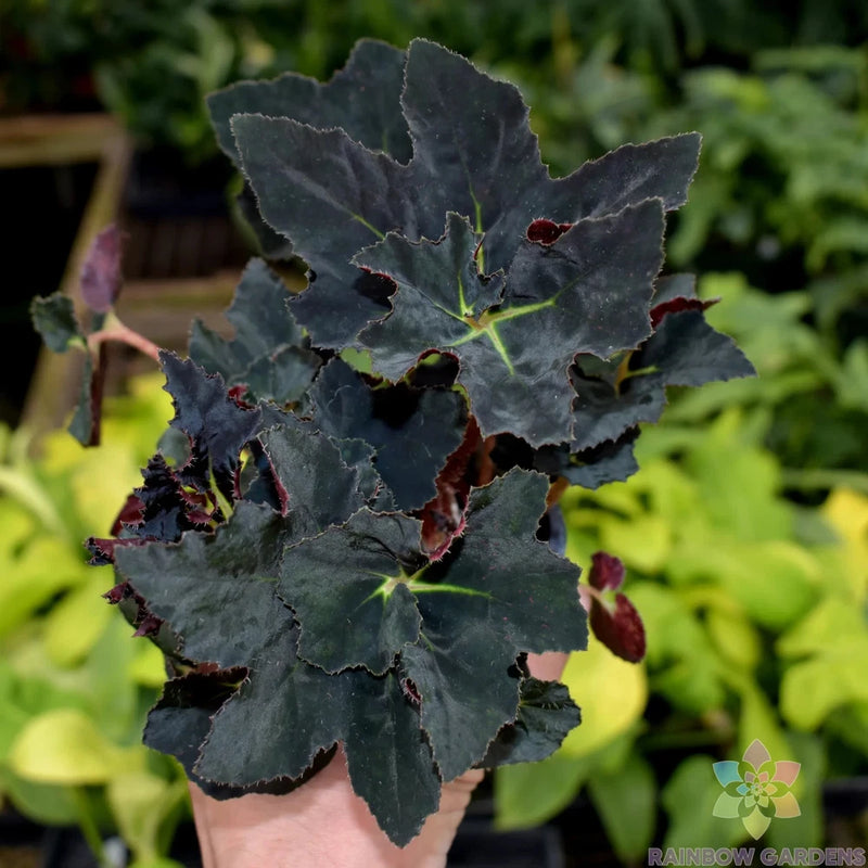 25+ Black Fancy Begonia Seeds for Garden Planting - USA - FREE SHIPPING! Garden Plants