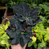 25+ Black Fancy Begonia Seeds for Garden Planting - USA - FREE SHIPPING! Garden Plants