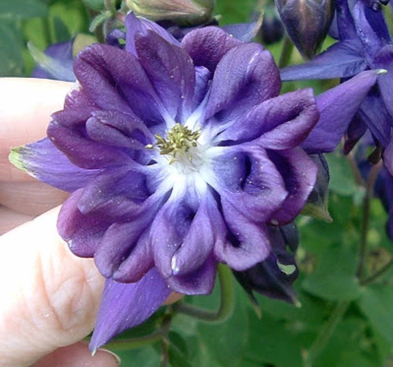 30 TOWER DARK BLUE COLUMBINE SEEDS - Aquilegia vulgaris Garden Plants