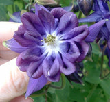 30 TOWER DARK BLUE COLUMBINE SEEDS - Aquilegia vulgaris Garden Plants