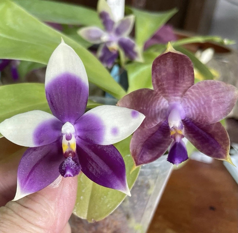 QA156 Phal. Mainshow Sapphire x Phal. Jennifer Palomer splash Orchids