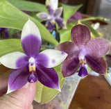 QA156 Phal. Mainshow Sapphire x Phal. Jennifer Palomer splash Orchids