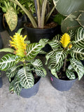 Zebra Plant (Aphelandra squarrosa) Orchids