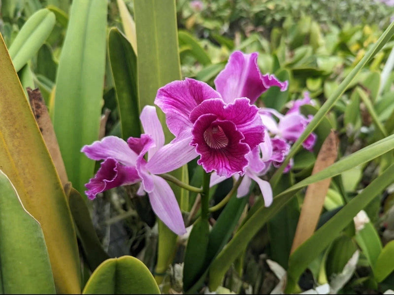Purple ruffled orchid bloom with green leaves