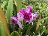 Cattleya purpurata trilabella X Sib Species Orchid Eros Breeding Stock 6Ó Pot Orchids