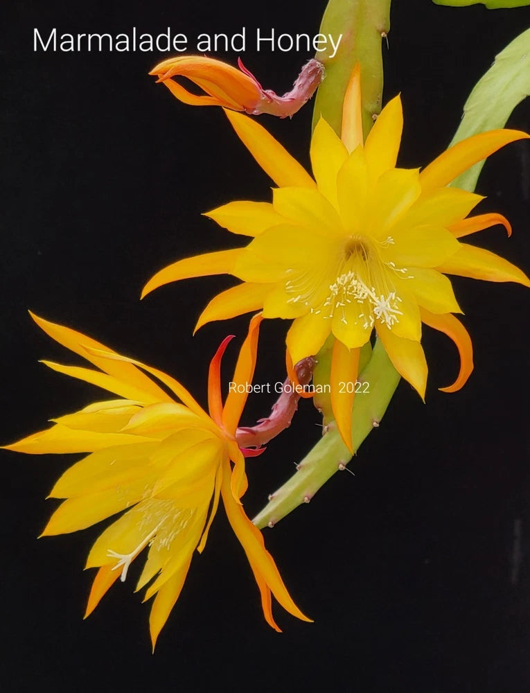 Epiphyllum Hybrid Seedling ('Marmalade & Honey' X 'Little People') - 3 1/4" Pot Orchids