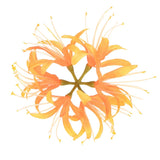 Artificial Flower Heads (7 Inch, Yellow) 1 PCS - Spider Lily Silk Flowers Lily