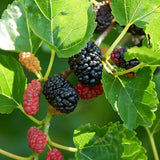25 Mulberry Tree Seeds Wild Organic Grown Home Orchard Fruit Plant Garden Seed Garden Plants