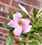 (1) Light Pink Mandevilla Plant Live for Garden - Well-Rooted Healthy & Blooming Garden Plants