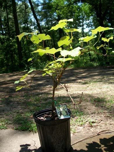Niagara Grape 2 Gal. Vine Healthy Plants Grapes Plant Vineyard Home Garden Berry Garden Plants