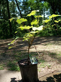 Niagara Grape 2 Gal. Vine Healthy Plants Grapes Plant Vineyard Home Garden Berry Garden Plants