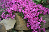 100+ McDaniel's Cushion Phlox Seeds for Garden Planting - USA - FREE SHIPPING! Garden Plants