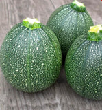 100 Round Zucchini Summer Squash Seeds(Cucurbita pepo) Vegetable (100 Seeds) Garden Plants