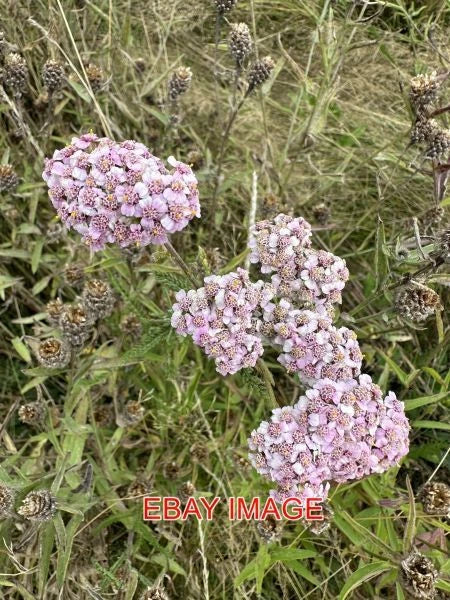 PHOTO  ACHILLEA NOBILIS THE NOBLE YARROW IS A FLOWERING PLANT IN THE SUNFLOWER F Sunflower