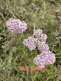 PHOTO  ACHILLEA NOBILIS THE NOBLE YARROW IS A FLOWERING PLANT IN THE SUNFLOWER F Sunflower