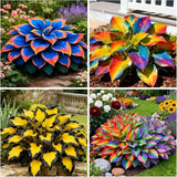 375+ Rainbow Hosta Seeds Ð Heart-Shaped Leaves, Drought-Tolerant Garden Plant Garden Plants