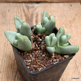 D928 ARGYRODERMA FRAMESII pot7-H5-W11 cm MaMa Cactus Green Plant