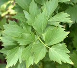 200+ LOVAGE SEEDS FRESH GARDEN HARVEST FRESH HARVEST FOR GARDENS Garden Plants