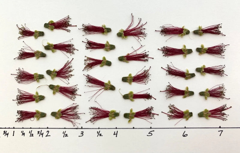 30 pc bottlebrush natural pressed flowers resin cards flower art/crafts candle G Dried Flower
