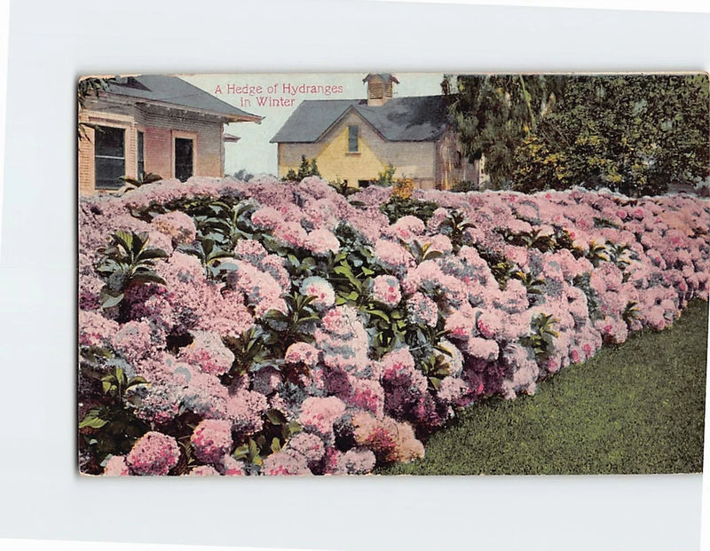 Postcard A Hedge of Hydrangeas in Winter Hydrangea
