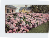 Postcard A Hedge of Hydrangeas in Winter Hydrangea