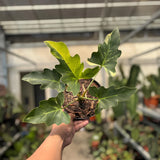 Philodendron Thaumatophyllum Williamsi Variegated Ornamental Plant Green Plant