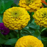 100+ Lilliput Yellow Zinnia Seeds for Garden Planting - USA - FREE SHIPPING! Garden Plants