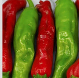 SHISHITO PEPPER SEEDS 20+ ASIAN vegetable GARDEN hot CAPSICUM ANUUM FREE SHIP Garden Plants