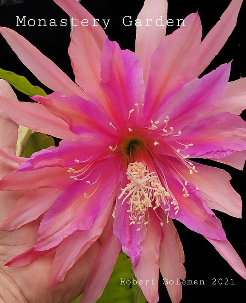Orchid cactus flower with pink and purple petals and long white stamens