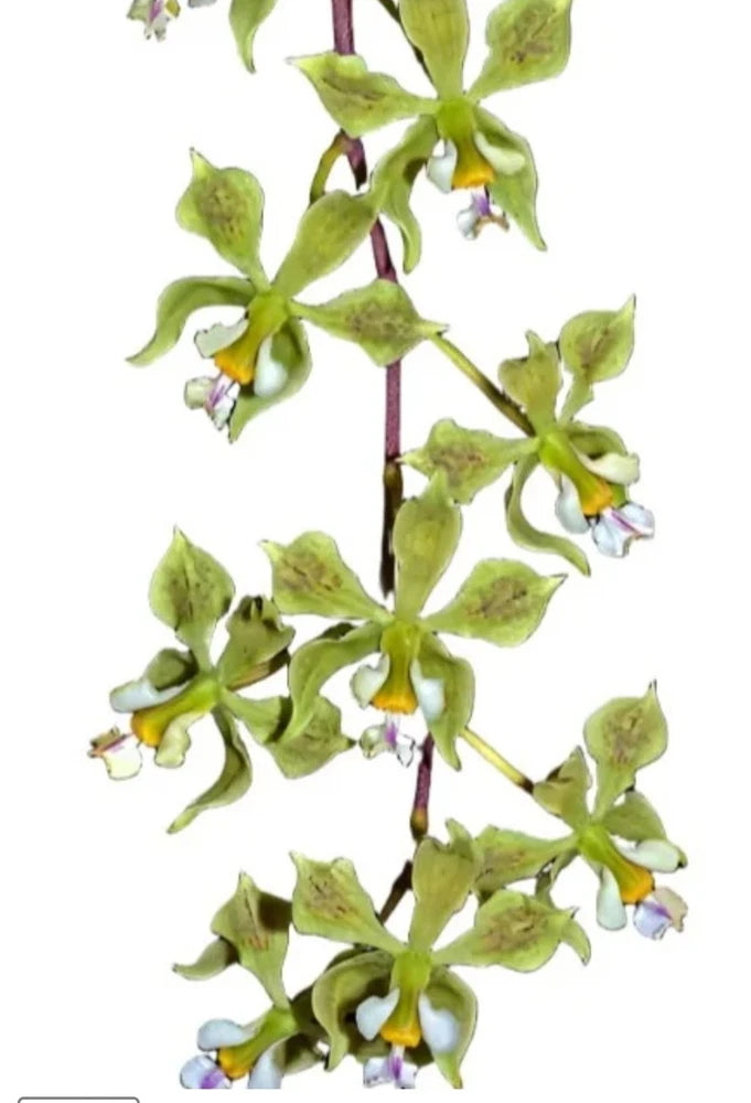 Live orchid plant with green buds and small purple-and-white blooms on stem