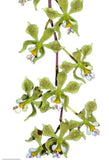 Encyclia thienii 'Indanza' Fragrant Orchid from South America Live Plant Orchids