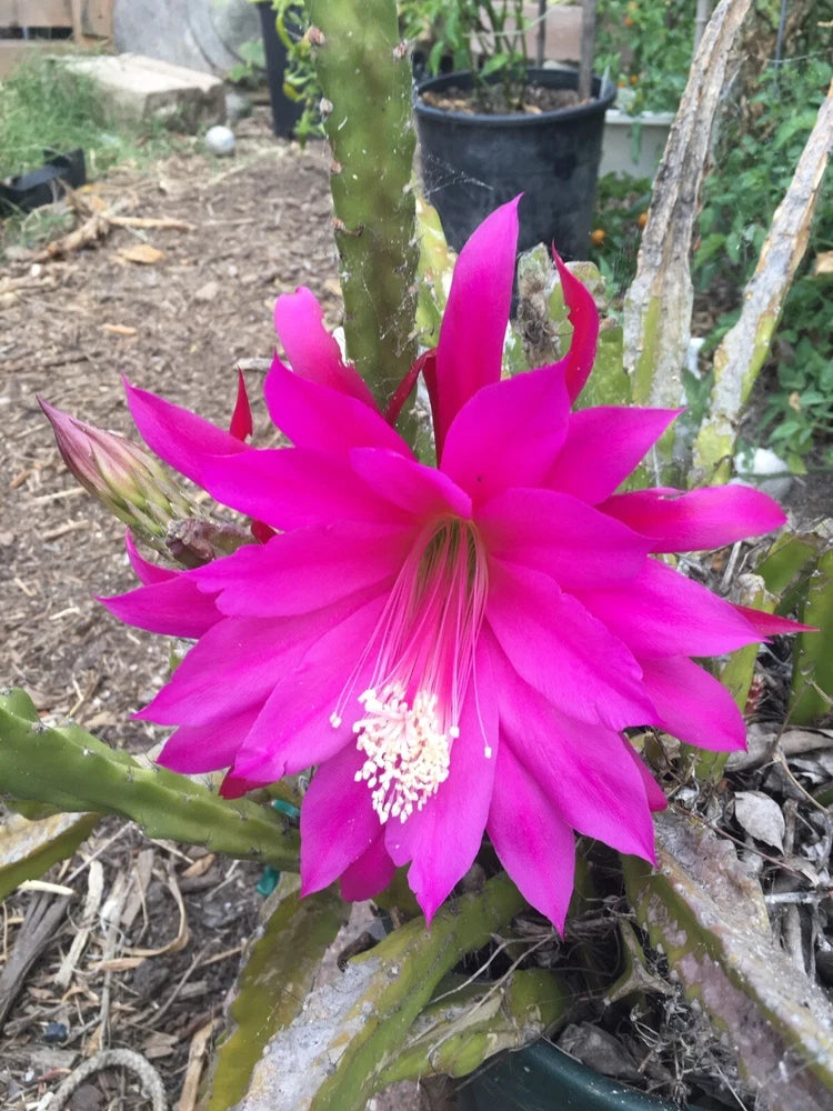 3 Epiphyllum Orchid Cactus Cuttings Mixed color Lily Voodoo Flowers Air Plant Z Orchids