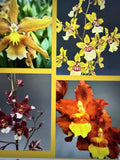 ORCHID PLANTS Onciduim single bulb 4 different new no Id  colors accurate Orchids