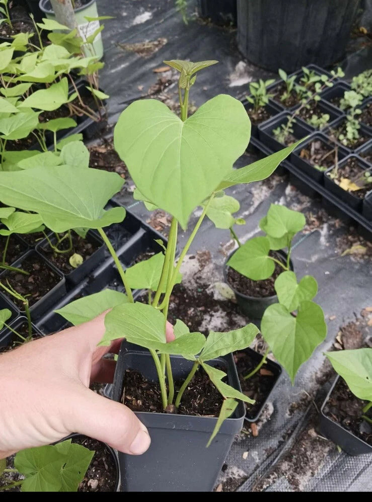 Organic sweet potato plant in small black nursery pot, green leaves