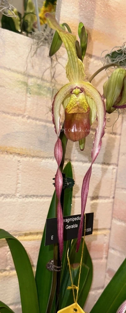 Slipper orchid plant with maroon and yellow pouch blooms and green leaves