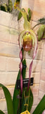 Phragmipedium  Geralda - BLOOMING SIZE - 18 INCH LEAF SPAN! Orchids