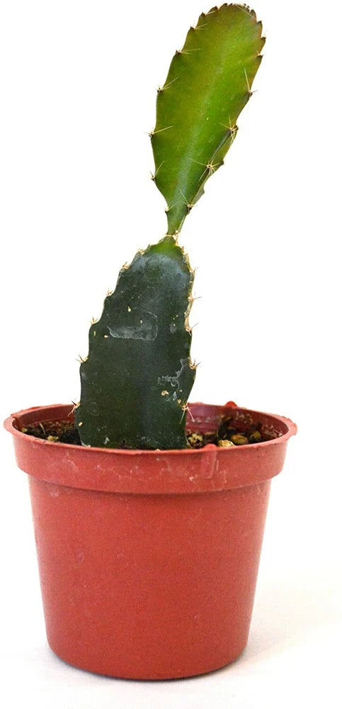 Dragon fruit cactus live plant in terracotta pot