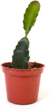 Dragon Fruit Live Plant in 4