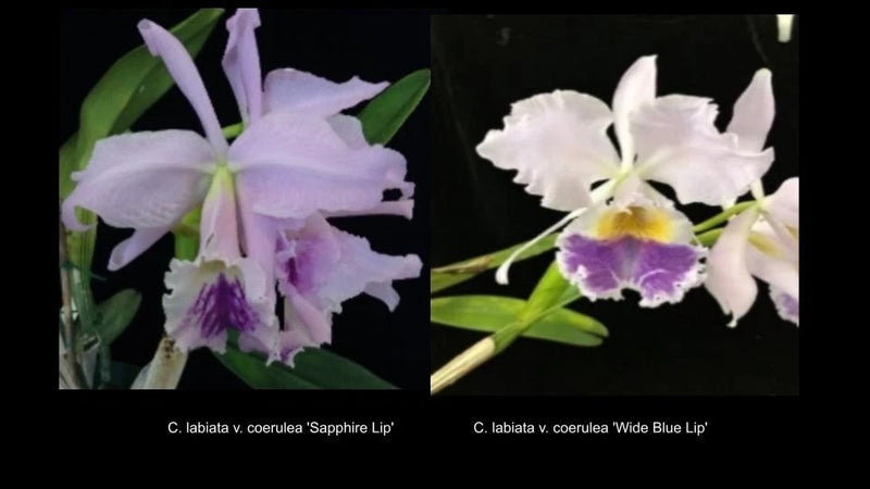 Cattleya labiata coerulea  ('Wide Blue Lip' x 'Sapphire Lip') orchid seedling Orchids