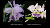 Cattleya labiata coerulea  ('Wide Blue Lip' x 'Sapphire Lip') orchid seedling Orchids