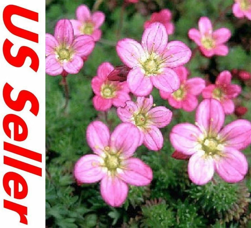 200 Seeds Saxifraga Rose Robe B129 Flowering Plant Seeds Flowering Plants