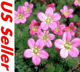 200 Seeds Saxifraga Rose Robe B129 Flowering Plant Seeds Flowering Plants