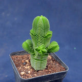 5CM Succulent Plant Crassula Quadrangularis Crassulaceae Garden Plant Beautiful Garden Plants
