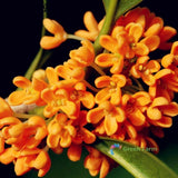 20 Seeds Osmanthus Fragrant Olive Sweet Gold Delicate Spicy Aroma Popular Plants Flowering Plants