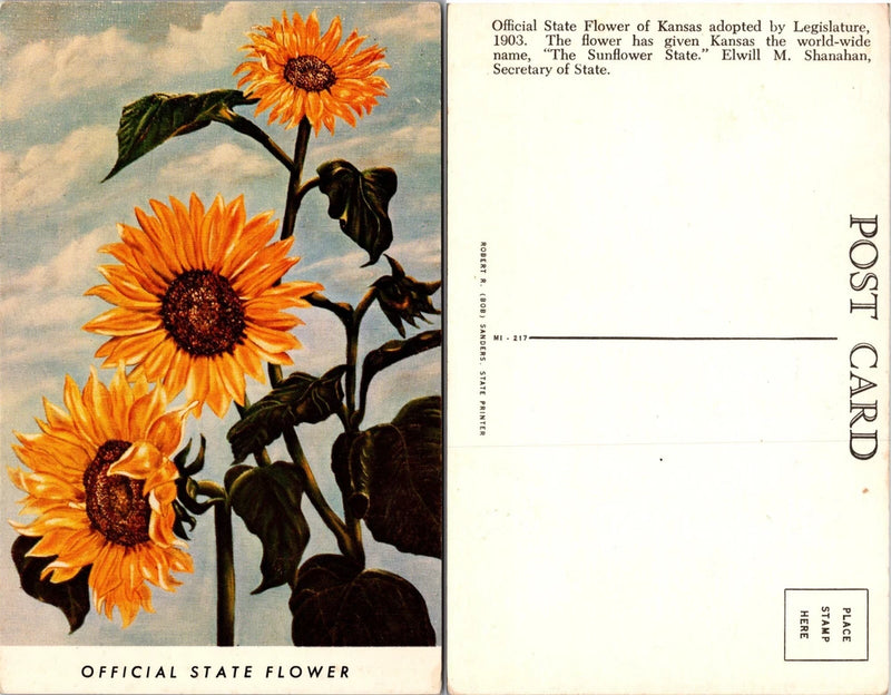 Sunflowers Official State Flower Kansas KS Postcard Sunflower